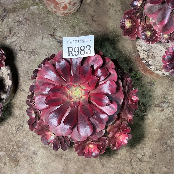 983美杜莎多肉植物