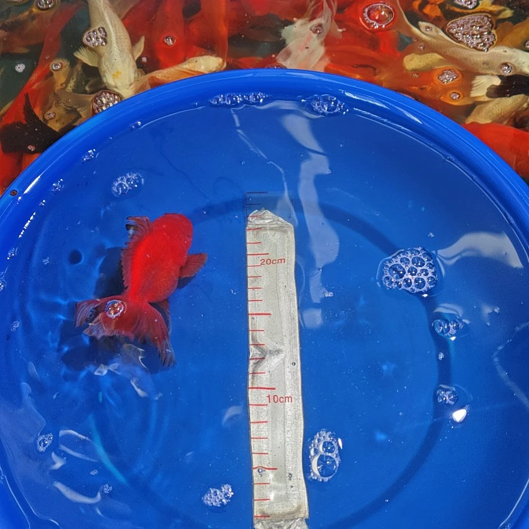 中国大陆冷水观赏鱼泰狮玛丽