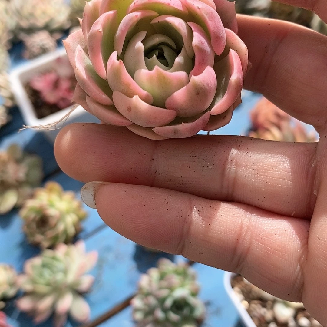 457沙漠玫瑰锦多肉植物哇啦塞