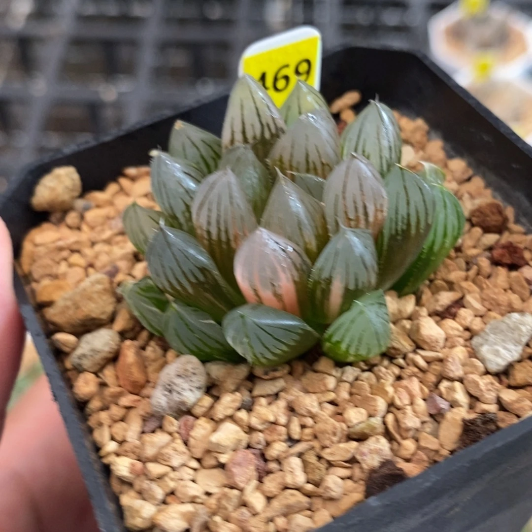 469霓虹灯玉露锦一物一图