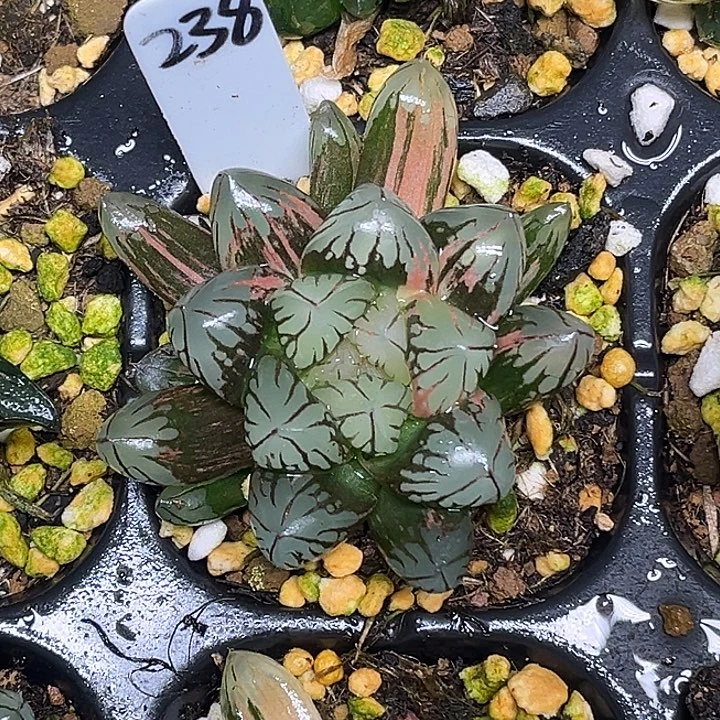 238变异红太阳玉露锦脱土发货