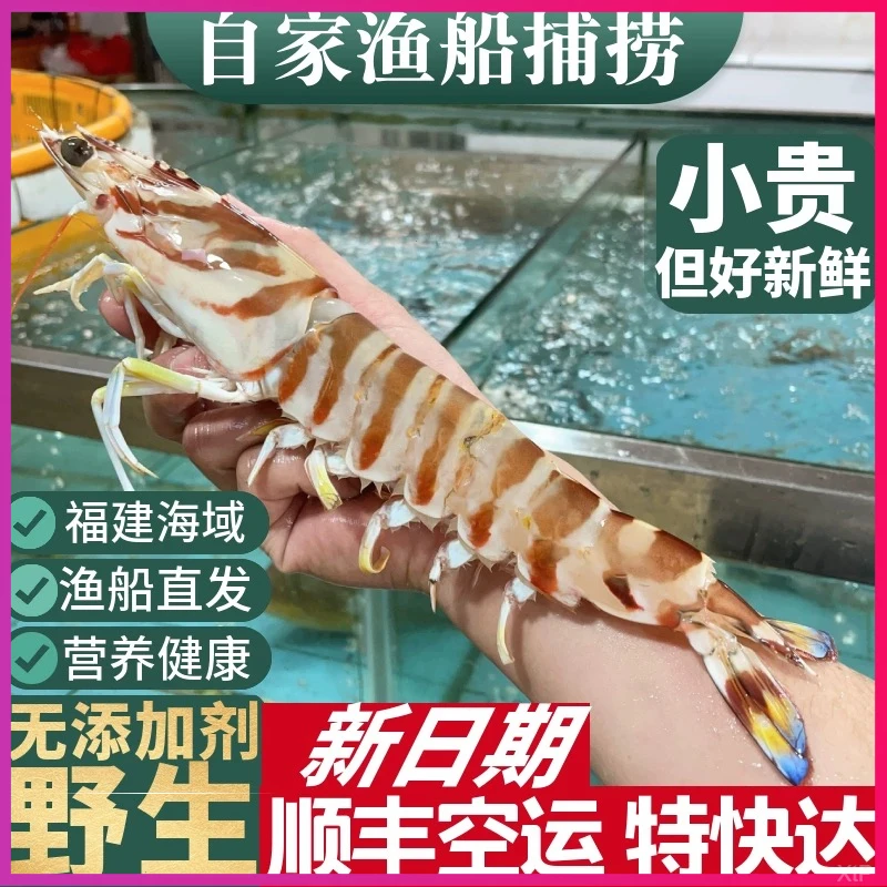 野生竹节虾特大新鲜超大号斑节虾九节虾黑虎虾海鲜批发新鲜海捕