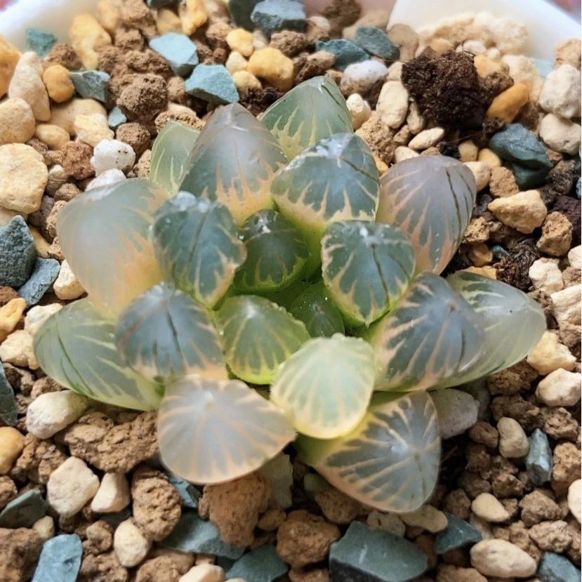 【闪购商品】痛**名灯锦39