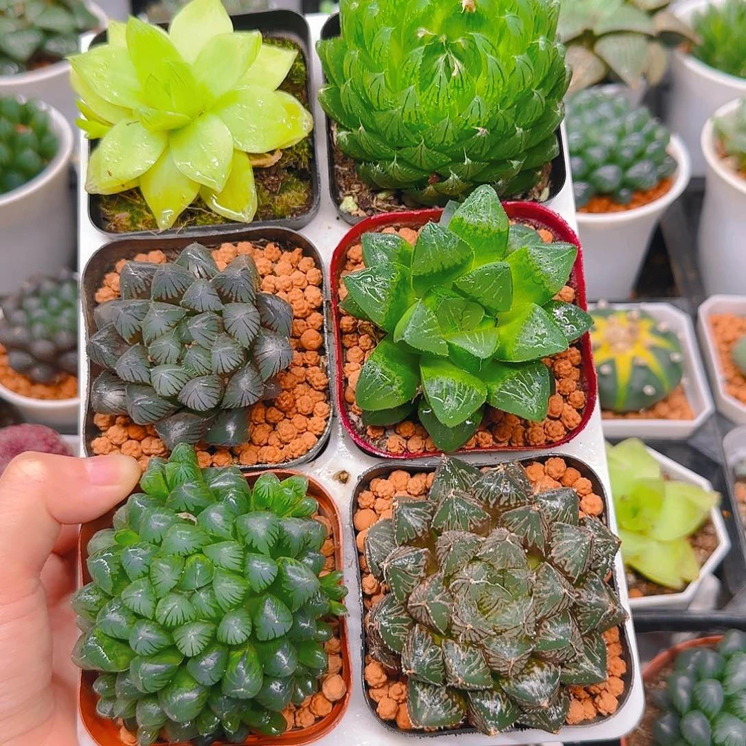 玉露六件套多肉，不带托架