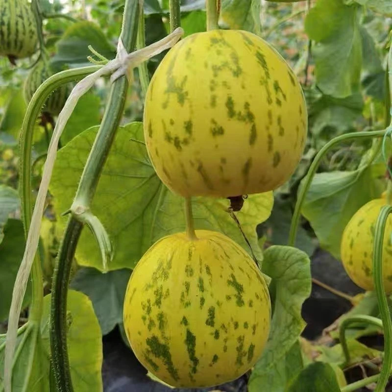 八里香甜瓜种子庭院高产春季四季阳台薄皮香瓜籽面瓜甜瓜水果种籽
