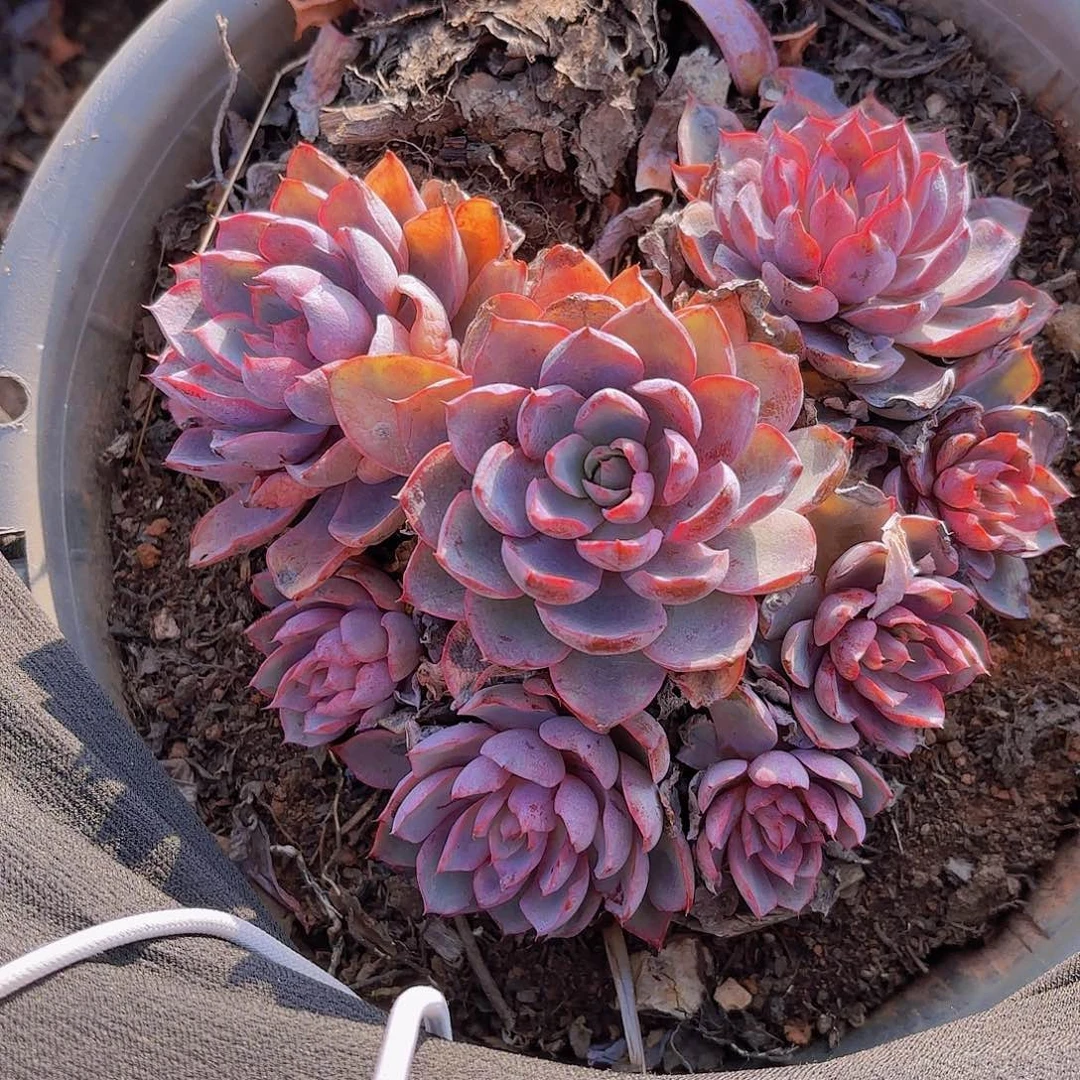 多肉植物。。。。。。。。。。。。。。。。