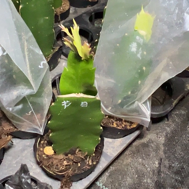 W***晓节日狂欢嫁接单片小苗一颗矮桩