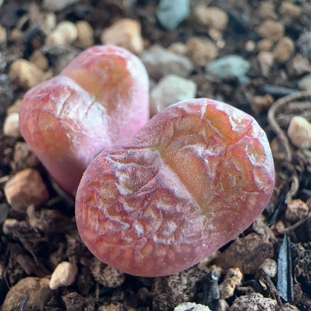 1088/吕杂/多肉植物/