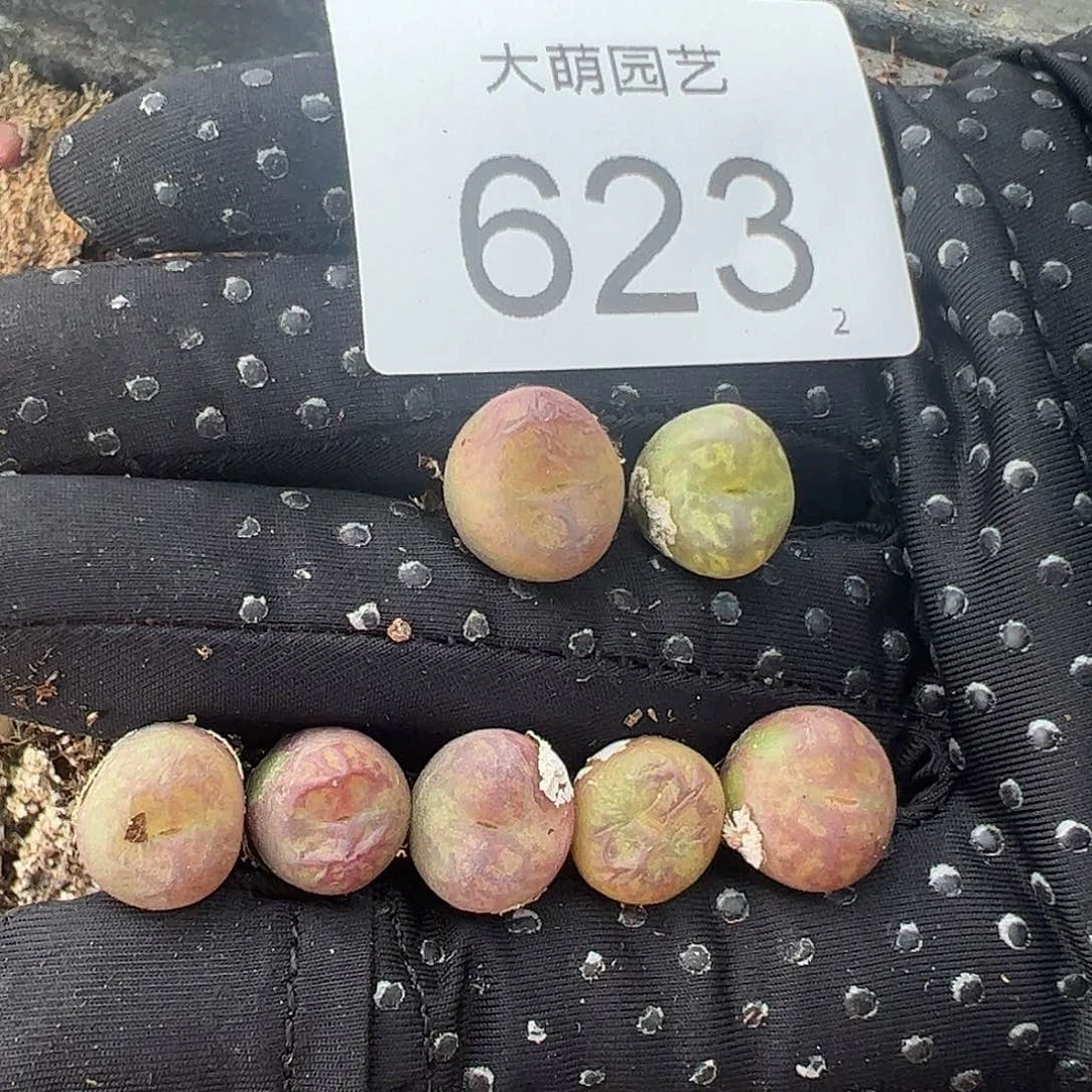 0000623量拍以下1颗