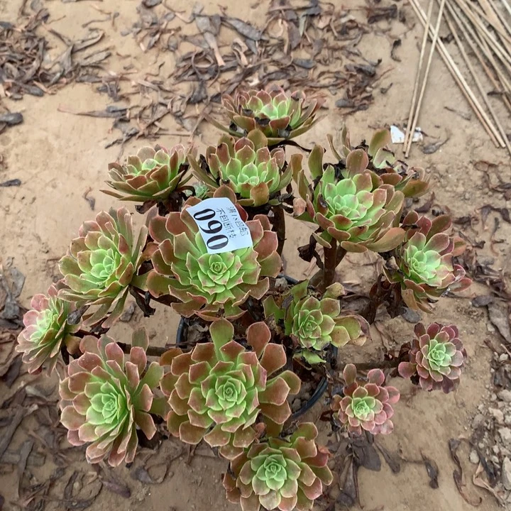090铜玫瑰锦大绣球dongpeng