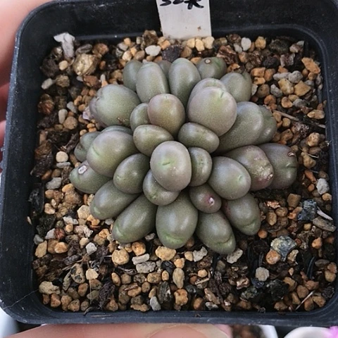 多肉肉锥 32紫葡萄