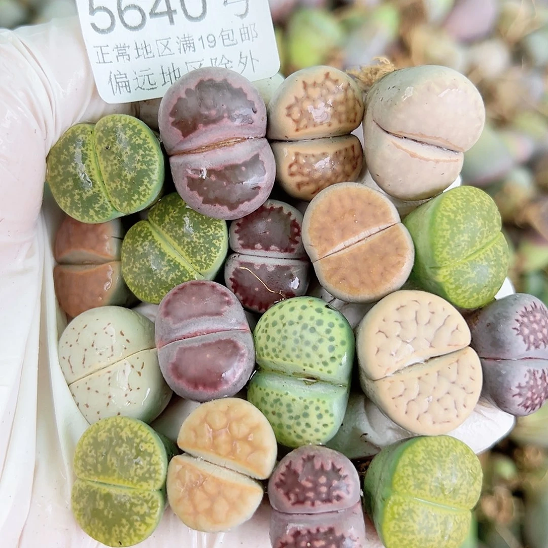 5640 好养易活生石花大母本18个