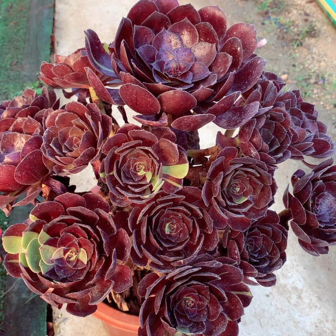 花花公子，多肉植物