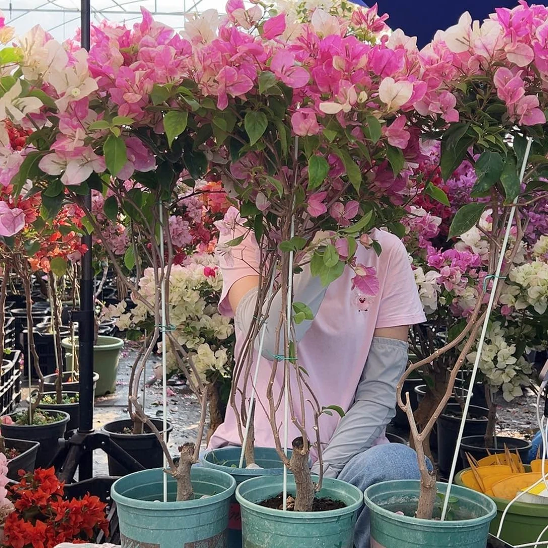 大部分花苞少量开放漳红樱棒棒糖带竹一棵