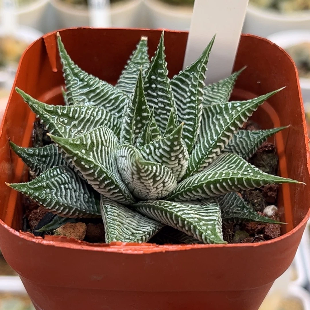 100硬叶斑马福利专场