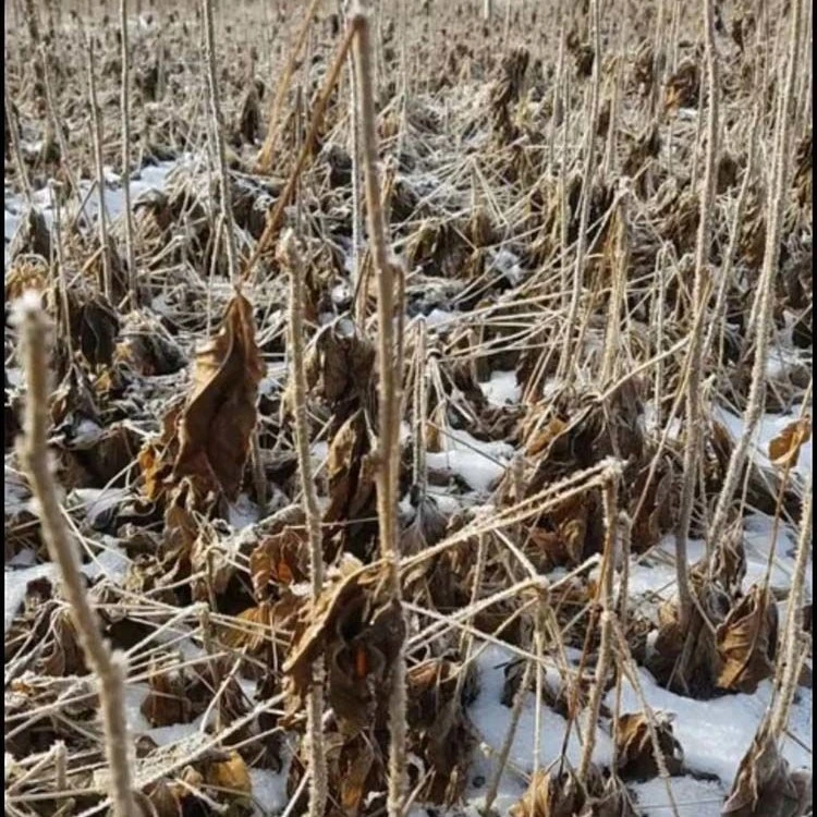 黑龙江耐冻耐冬刺加树苗组合数量组合装