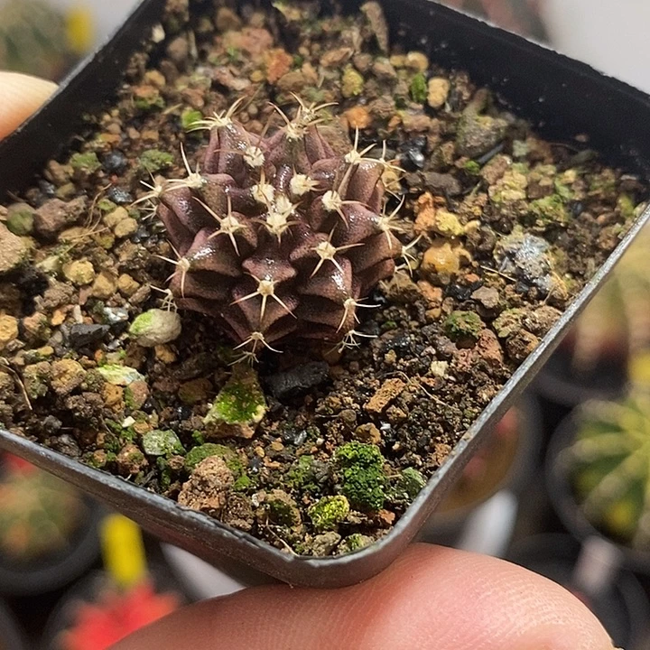 泰系米哈—-脱土发货18