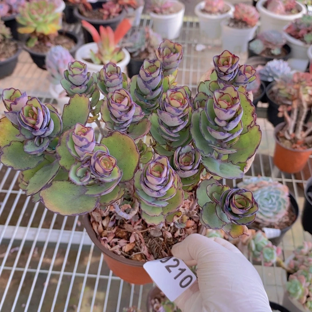 0210锦绣牡丹一物一拍