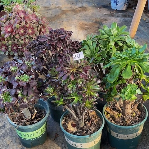 组合法师一物一拍20