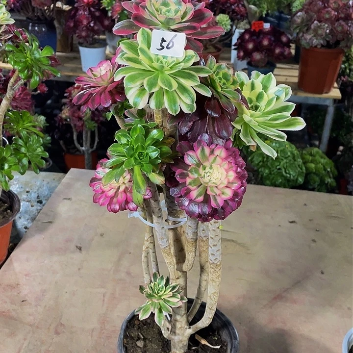 小*婆架接法师一个56号