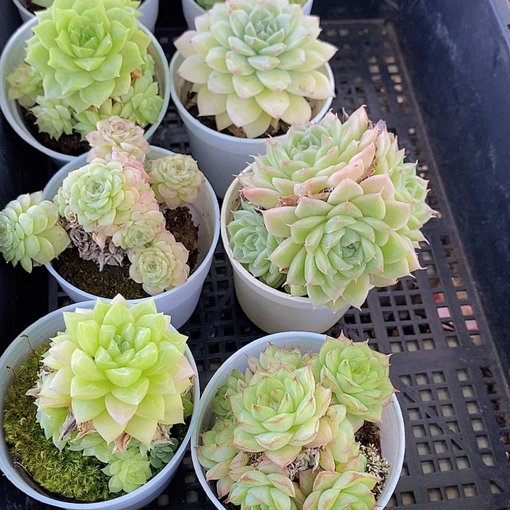 205 多肉植物盆栽植物