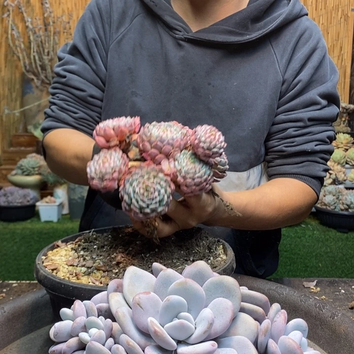 抖***飞461号拉拉奶多肉植物