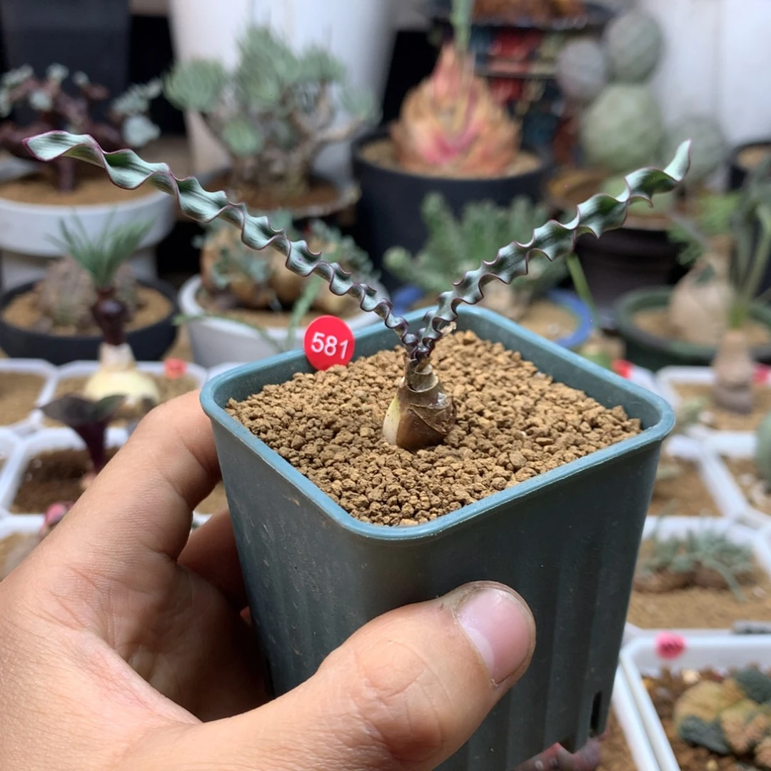 波叶血莲多肉带盆581