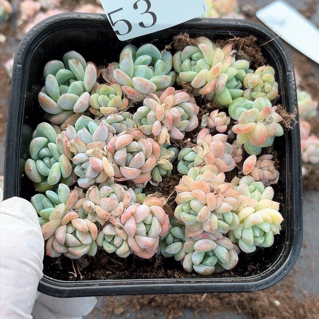 冷****?多肉植物多肉植物53