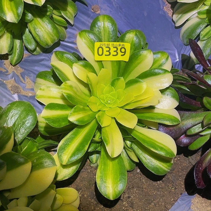 0339五彩琉璃多肉植物