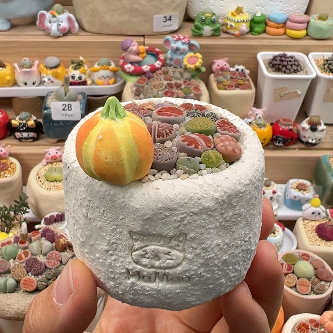 多肉植物76号彩色