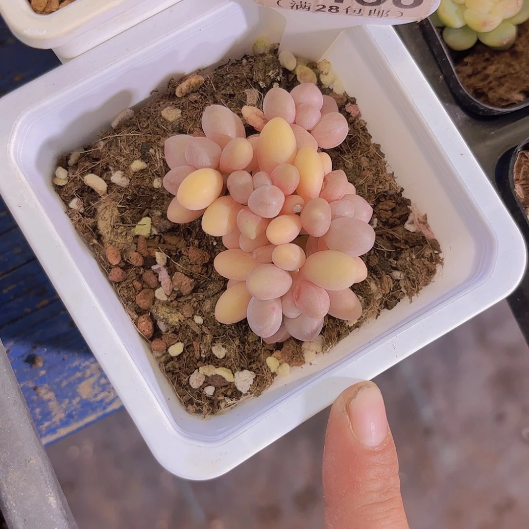 E456桃花奶一物一拍