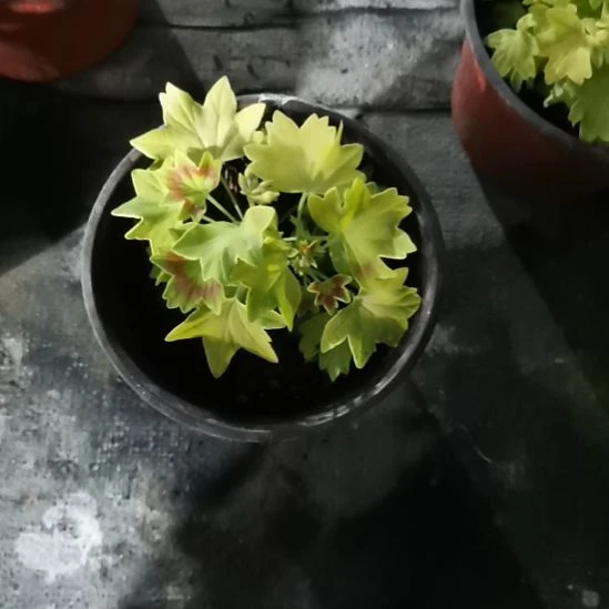 当前无花栽培后可以开花金色裙边苗小