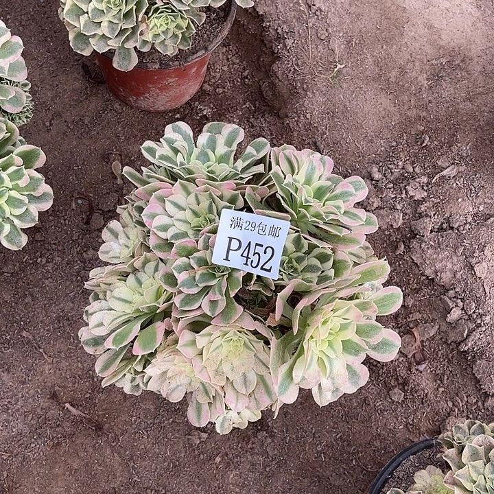 452白凤多肉植物