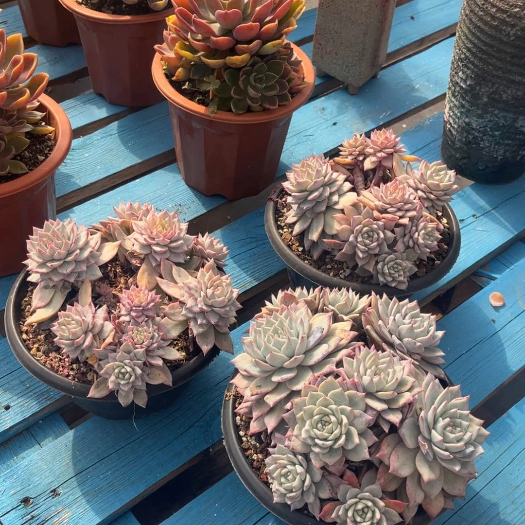 小雨多肉群生粉蓝鸟