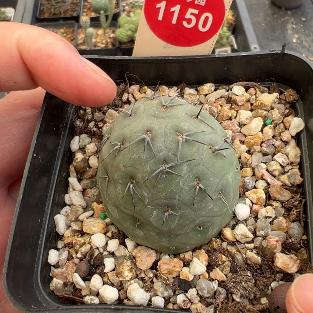 自根海胆习志野一棵