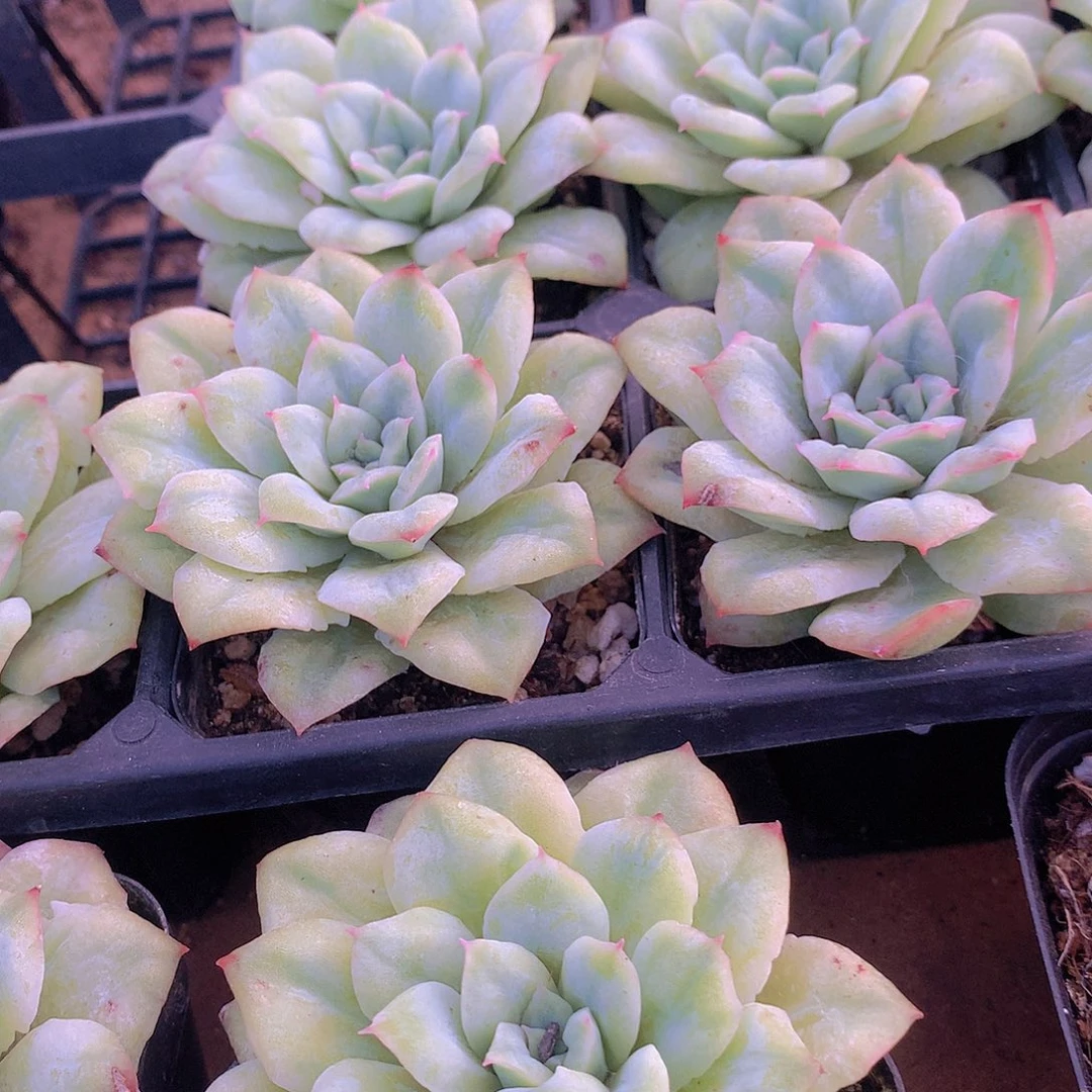 泡泡纱裙23567888999