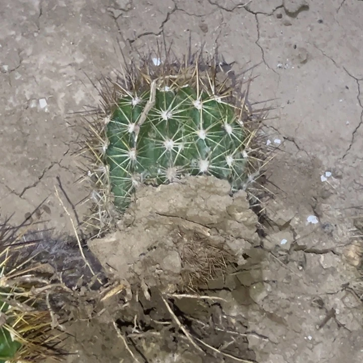 魏****艺清清赤焰根瑕疵11