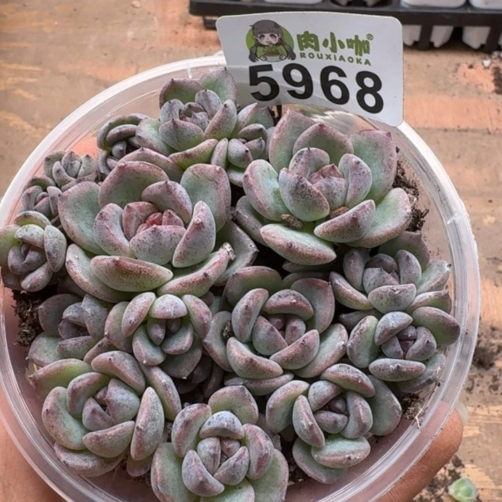 多肉植物多肉植物