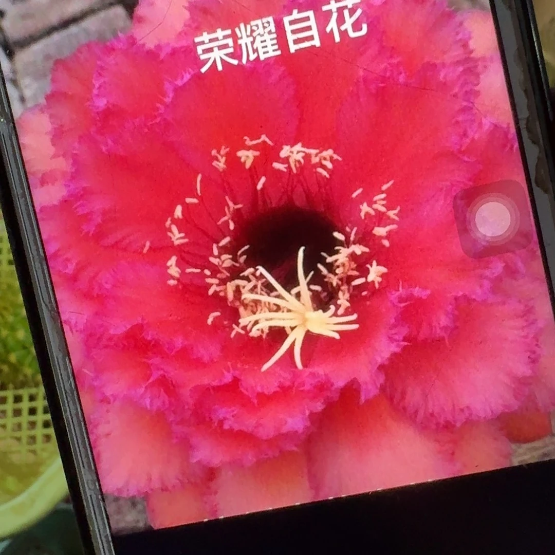 荣耀自花侧芽5公分毛花柱仙人球