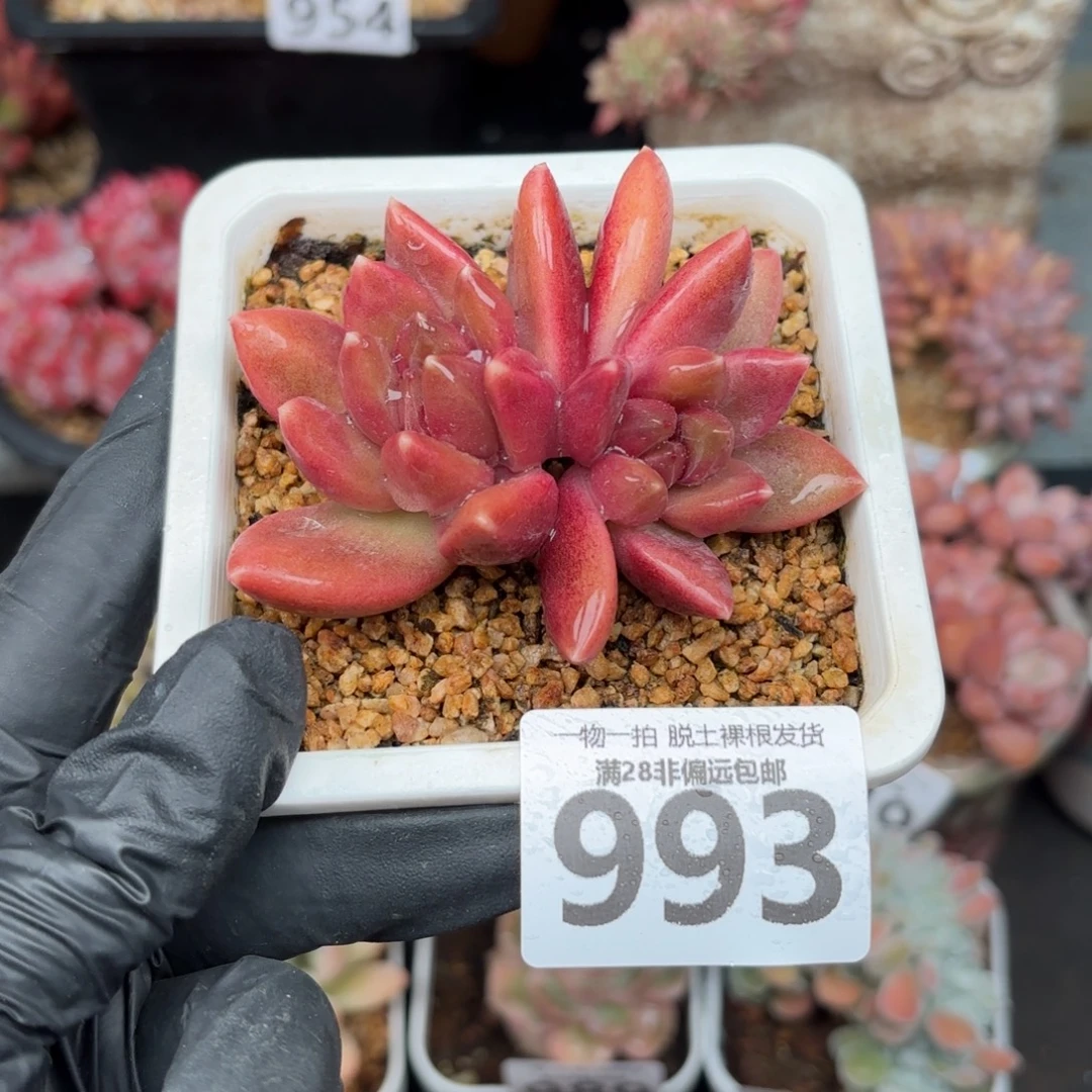 迷雾泡泡双头无盆土发货