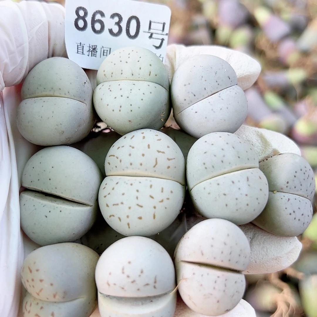 8630 好养易活生石花大母本10个2-2.5cm