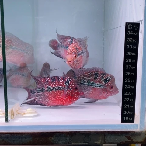 罗汉鱼鸿运罗汉一条111