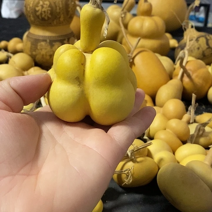 白**木葫芦的颜色很好看