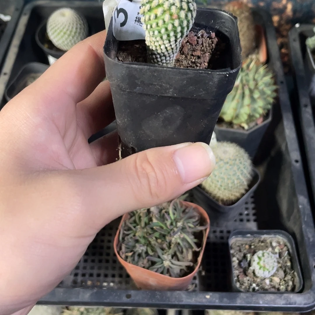 378白蝎子（满18包邮）