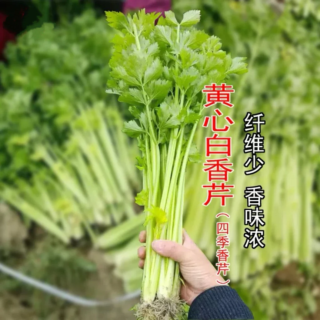 黄心芹芹菜种子小香芹菜种籽高产耐寒家庭园艺蔬菜种子