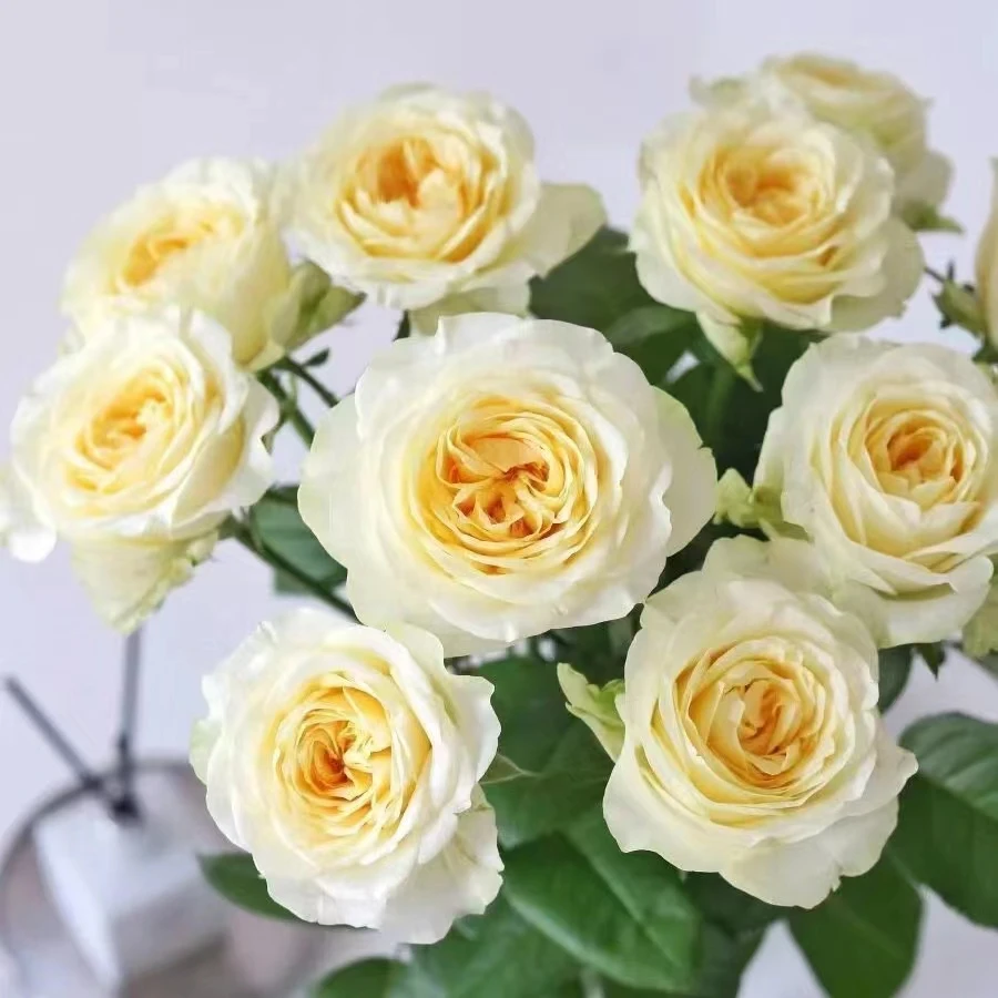 花花 奶油杯玫瑰18支+2支防损 一单包邮两单升级快递 云南直发