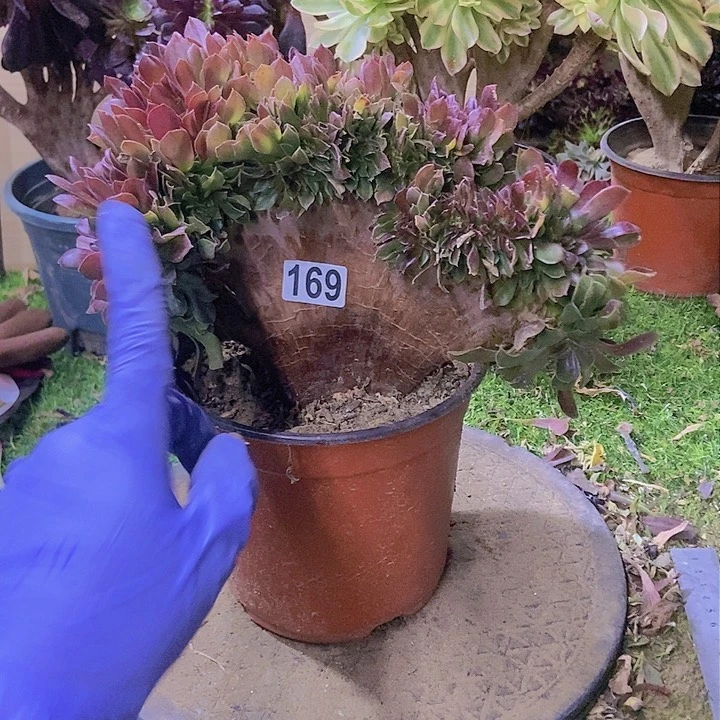 169玫瑰法师缀老板子法师