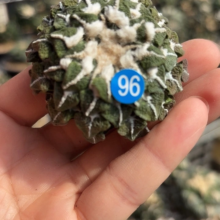 袖蒲苗接落地仙人球96