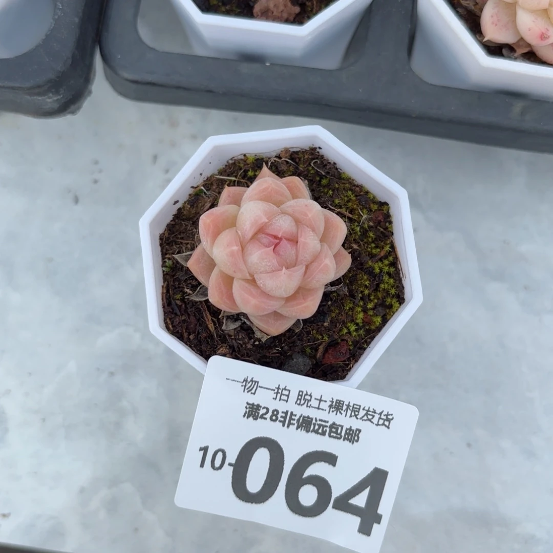 麦秆单头多肉多肉多肉