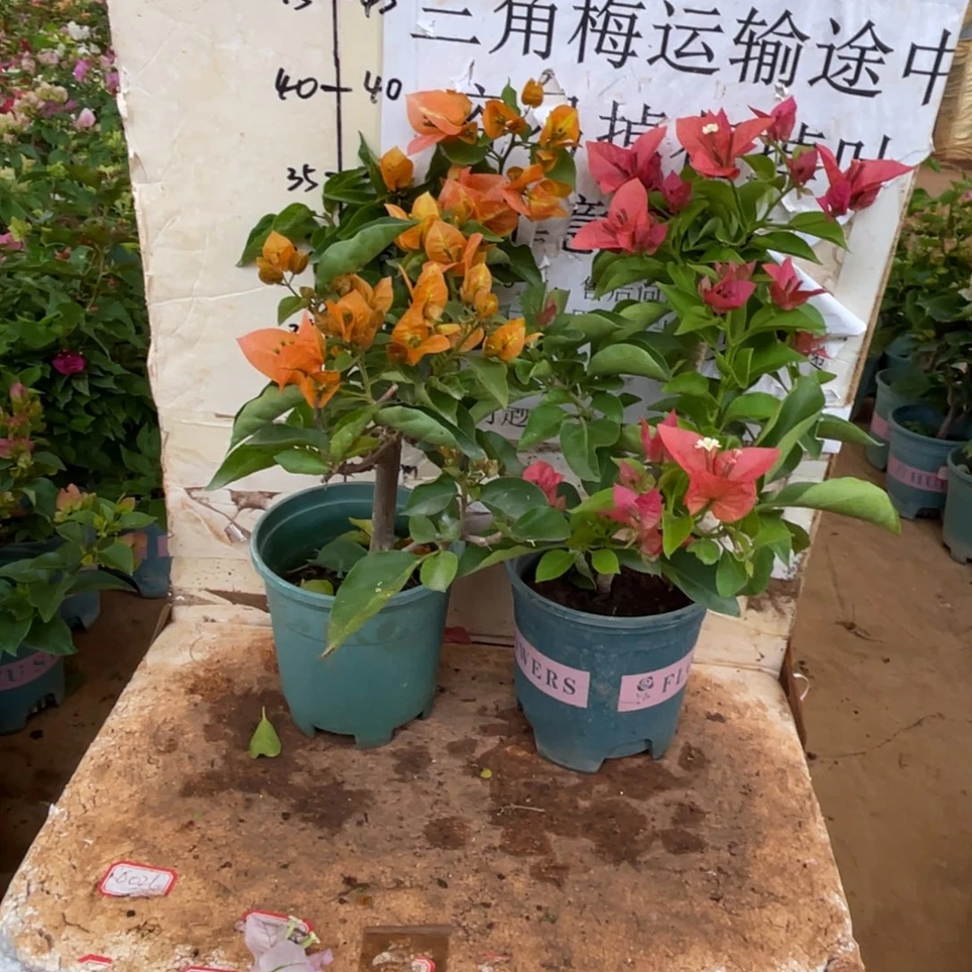 当前无花栽培后可以开花1-1707